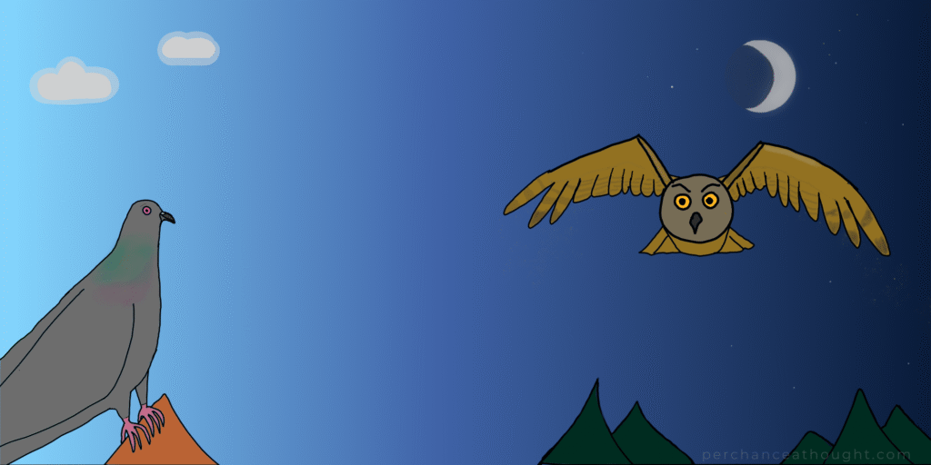 A cartoon illustration of a pigeon on the left and an owl on the right with a day night gradient backdrop for an article about Latin bird names